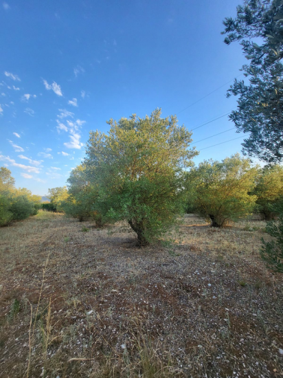 Ελαιόδεντρα 25 Ετών - Διακόσμηση για τον κήπο σας! Καβάλα νομού Καβάλας, Μακεδονία Άλλα είδη Πωλούνται (φωτογραφία 1)