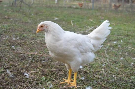 Κότες Αυγοπαραγωγης Leghorn Isa brown Βέροια νομού Ημαθίας, Μακεδονία Ζώα - Κατοικίδια Πωλούνται (φωτογραφία 1)