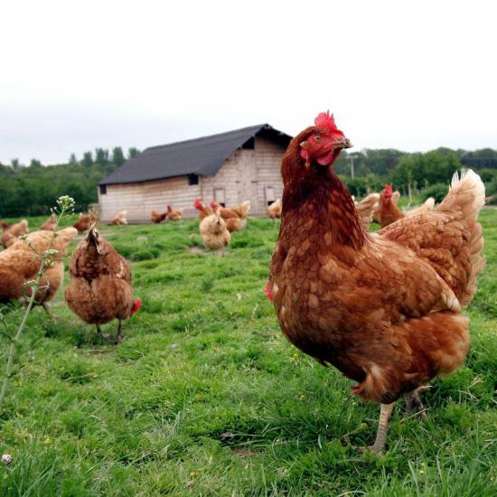 Κοτόπουλα Ελευθέρας Βοσκής Ορεστιαδα νομού Έβρου, Θράκη Ζώα - Κατοικίδια Πωλούνται (φωτογραφία 1)