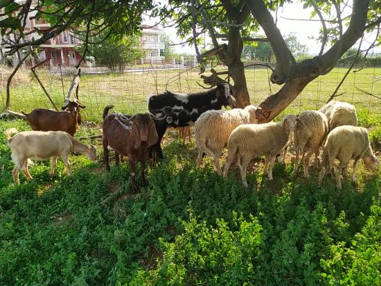 πωλούνται κατσίκες και πρόβατα στην περιοχή Δράμας Δράμα νομού Δράμας, Μακεδονία Ζώα - Κατοικίδια Πωλούνται (φωτογραφία 1)