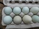 Διατίθενται αυγά εκκόλαψης Θεσσαλονίκη νομού Θεσσαλονίκης, Μακεδονία Ζώα - Κατοικίδια Πωλούνται (μικρογραφία 1)
