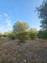 Ελαιόδεντρα 25 Ετών - Διακόσμηση για τον κήπο σας! Καβάλα νομού Καβάλας, Μακεδονία Άλλα είδη Πωλούνται (μικρογραφία 2)