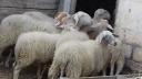 Εξι πρόβατα ζυγούρια δεκα μηνων Καλιανοι νομού Κορινθίας, Πελοπόννησος Ζώα - Κατοικίδια Πωλούνται (μικρογραφία 1)