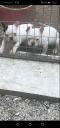 Γαλλικά μπουλντόγκ λευκα Πυλαια νομού Θεσσαλονίκης, Μακεδονία Ζώα - Κατοικίδια Πωλούνται (μικρογραφία 1)