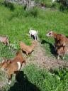 Κατσίκες γίδες γαλακτοπαραγωγης δίνονται Ηγουμενίτσα νομού Θεσπρωτίας, Ήπειρος Ζώα - Κατοικίδια Πωλούνται (μικρογραφία 3)