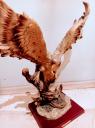 Ξυλόγλυπτος Αετός της Pacific Colletion βάρους 10 κιλών Αθήνα νομού Αττικής - Αθηνών, Αττική Έπιπλα - Είδη σπιτιού / κήπου Πωλούνται (μικρογραφία 2)