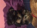 Πωλείται καθαρόαιμο Yorkshire terrier 3 μηνών αρσενικό Σκυδρα νομού Πέλλης, Μακεδονία Ζώα - Κατοικίδια Πωλούνται (μικρογραφία 1)