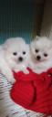 Πωλούνται Pomeranian σκυλάκια Θεσσαλονίκη νομού Θεσσαλονίκης, Μακεδονία Ζώα - Κατοικίδια Πωλούνται (μικρογραφία 1)