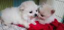 Πωλούνται Pomeranian σκυλάκια Θεσσαλονίκη νομού Θεσσαλονίκης, Μακεδονία Ζώα - Κατοικίδια Πωλούνται (μικρογραφία 2)