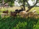 πωλούνται κατσίκες και πρόβατα στην περιοχή Δράμας Δράμα νομού Δράμας, Μακεδονία Ζώα - Κατοικίδια Πωλούνται (μικρογραφία 1)
