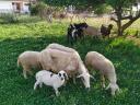 πωλούνται κατσίκες και πρόβατα στην περιοχή Δράμας Δράμα νομού Δράμας, Μακεδονία Ζώα - Κατοικίδια Πωλούνται (μικρογραφία 2)