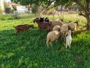 πωλούνται κατσίκες και πρόβατα στην περιοχή Δράμας Δράμα νομού Δράμας, Μακεδονία Ζώα - Κατοικίδια Πωλούνται (μικρογραφία 3)