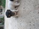 Πωλουνται σκυλακια jack rachel Μονο 200€ Λαγκαδας νομού Θεσσαλονίκης, Μακεδονία Ζώα - Κατοικίδια Πωλούνται (μικρογραφία 1)