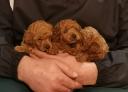 Σκυλάκι mini Toy-poodle Red-apricot Μεταμορφωση νομού Αττικής - Αθηνών, Αττική Ζώα - Κατοικίδια Πωλούνται (μικρογραφία 3)
