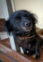 Χαρίζεται αξιαγάπητη σκυλίτσα Κατερίνη νομού Πιερίας, Μακεδονία Ζώα - Κατοικίδια Πωλούνται (μικρογραφία 1)
