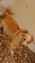Χαρίζεται η Σισσυ μια μικρόσωμη σκυλίτσα Λάρισα νομού Λαρίσης, Θεσσαλία Ζώα - Κατοικίδια Πωλούνται (μικρογραφία 1)