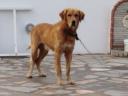 Χαρίζεται σκυλί ημιαιμο 4 χρόνων λόγω θανάτου του ιδιοκτητη Καβάλα νομού Καβάλας, Μακεδονία Ζώα - Κατοικίδια Πωλούνται (μικρογραφία 3)