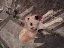 Χαρίζεται σκυλίτσα 3 χρόνον Τυρναβος νομού Λαρίσης, Θεσσαλία Ζώα - Κατοικίδια Πωλούνται (μικρογραφία 1)