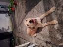 Χαρίζεται σκυλίτσα 3 χρόνον Τυρναβος νομού Λαρίσης, Θεσσαλία Ζώα - Κατοικίδια Πωλούνται (μικρογραφία 2)