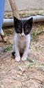 Χαριζεται θυληκο γατακι αναζητα σπιτι Νεα Φιλαδελφεια νομού Αττικής - Αθηνών, Αττική Ζώα - Κατοικίδια Πωλούνται (μικρογραφία 1)