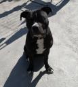 Χαρίζετε το παρόν σκυλι Καλαμάτα νομού Μεσσηνίας, Πελοπόννησος Ζώα - Κατοικίδια Πωλούνται (μικρογραφία 1)