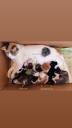 Χαρίζονται γατάκια 1,5 μηνών Τρίκαλα νομού Τρικάλων, Θεσσαλία Άλλα είδη Πωλούνται (μικρογραφία 1)