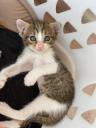 Χαριζονται γατάκια από εμβολιασμένη γάτα περιοχή τρικαλα. Τρίκαλα νομού Τρικάλων, Θεσσαλία Ζώα - Κατοικίδια Πωλούνται (μικρογραφία 1)