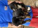 Χαρίζονται θυληκά ημίαιμα σκυλάκια 1 μηνών Χαλκηδωνα νομού Θεσσαλονίκης, Μακεδονία Ζώα - Κατοικίδια Πωλούνται (μικρογραφία 1)