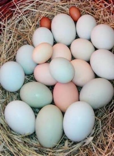 χωριατικα αυγα κοτας Ξάνθη νομού Ξάνθης, Θράκη Ζώα - Κατοικίδια Πωλούνται (φωτογραφία 1)