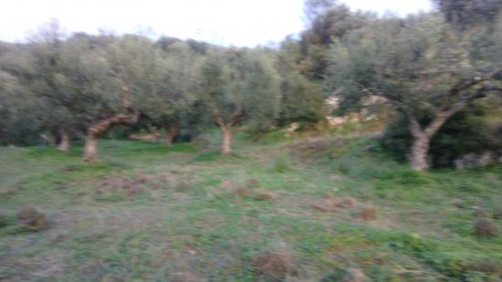 Buildable Land near Kalamata with olive trees Θουρια νομού Μεσσηνίας, Πελοπόννησος Οικόπεδα - Αγροτεμάχια Ακίνητα (φωτογραφία 1)