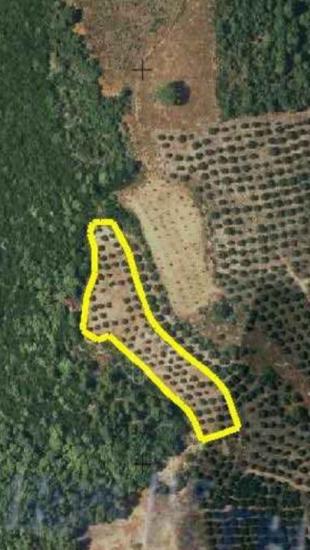 Αγροτεμάχια με ελαιόδεντρα Κυπαρισσια νομού Μεσσηνίας, Πελοπόννησος Οικόπεδα - Αγροτεμάχια Ακίνητα (φωτογραφία 1)