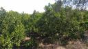 Αγροτεμάχιο με εσπεριδοειδή και ελιές. Σκαλα νομού Λακωνίας, Πελοπόννησος Οικόπεδα - Αγροτεμάχια Ακίνητα (μικρογραφία 1)