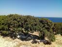 ΟΙΚΟΠΕΔΟ με μαστιχόδενδρα Χίος νομού Χίου, Νησιά Αιγαίου Οικόπεδα - Αγροτεμάχια Ακίνητα (μικρογραφία 2)