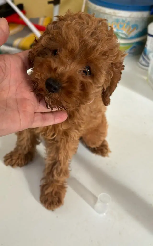 POODLE κανις mini k',toy ως 3-3,5κιλα,ελληνικής εκτροφής