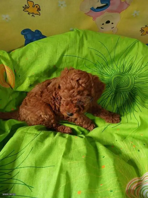 POODLE κανις θηλυκο super toy ως 2-2,5κιλα,κοκκινο χρωμα. - POODLE κανις θηλυκο super toy ως 2-2,5κιλα,κοκκινο χρωμα. - Θεσσαλονίκη Ζώα - Κατοικίδια Πωλούνται Ν. Θεσσαλονίκης, Μακεδονία αγγελία 302487 FreeList.gr (φωτογραφία 1) POODLE κανις θηλυκο super toy ως 2-2,5κιλα,κοκκινο χρωμα. POODLE κανις θηλυκο super toy ως 2-2,5κιλα,κοκκινο χρωμα. - αγγελίες για Ζώα - Κατοικίδια σε Θεσσαλονίκη - Πωλούνται στο Νομό Θεσσαλονίκης, Μακεδονία - FreeList.gr aggelia 302487 (φωτογραφία 1)