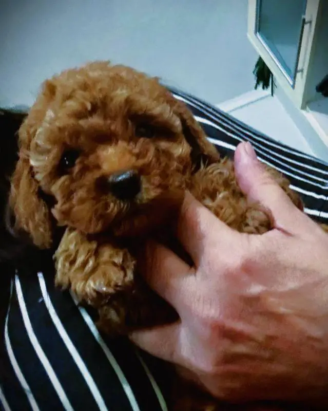 Poodle σοκολατι-διάφορα χρώματα,3-4 κιλα,ολα τα εμβολια - Poodle σοκολατι-διάφορα χρώματα,3-4 κιλα,ολα τα εμβολια - Θεσσαλονίκη Ζώα - Κατοικίδια Πωλούνται Ν. Θεσσαλονίκης, Μακεδονία αγγελία 206204 FreeList.gr (φωτογραφία 1) Poodle σοκολατι-διάφορα χρώματα,3-4 κιλα,ολα τα εμβολια Poodle σοκολατι-διάφορα χρώματα,3-4 κιλα,ολα τα εμβολια - αγγελίες για Ζώα - Κατοικίδια σε Θεσσαλονίκη - Πωλούνται στο Νομό Θεσσαλονίκης, Μακεδονία - FreeList.gr aggelia 206204 (φωτογραφία 1)