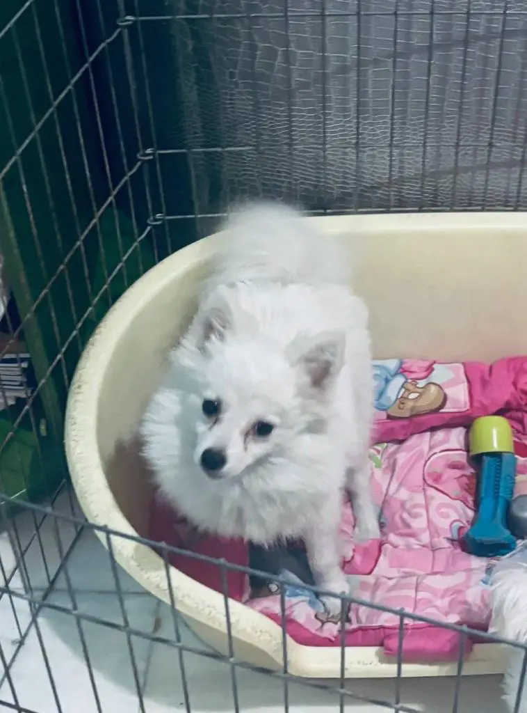 Σπιτς Πομεράνιαν θηλυκο ως 3,5κιλα, 3 εμβολια, - Σπιτς Πομεράνιαν θηλυκο ως 3,5κιλα, 3 εμβολια, - Θεσσαλονίκη Ζώα - Κατοικίδια Πωλούνται Ν. Θεσσαλονίκης, Μακεδονία αγγελία 206682 FreeList.gr (φωτογραφία 1) Σπιτς Πομεράνιαν θηλυκο ως 3,5κιλα, 3 εμβολια, Σπιτς Πομεράνιαν θηλυκο ως 3,5κιλα, 3 εμβολια, - αγγελίες για Ζώα - Κατοικίδια σε Θεσσαλονίκη - Πωλούνται στο Νομό Θεσσαλονίκης, Μακεδονία - FreeList.gr aggelia 206682 (φωτογραφία 1)