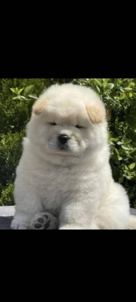 Τσοου τσοου - Τσοου τσοου - Πυλαια Ζώα - Κατοικίδια Πωλούνται Ν. Θεσσαλονίκης, Μακεδονία αγγελία 302777 FreeList.gr (φωτογραφία 1) Τσοου τσοου Τσοου τσοου - αγγελίες για Ζώα - Κατοικίδια σε Πυλαια - Πωλούνται στο Νομό Θεσσαλονίκης, Μακεδονία - FreeList.gr aggelia 302777 (φωτογραφία 1)