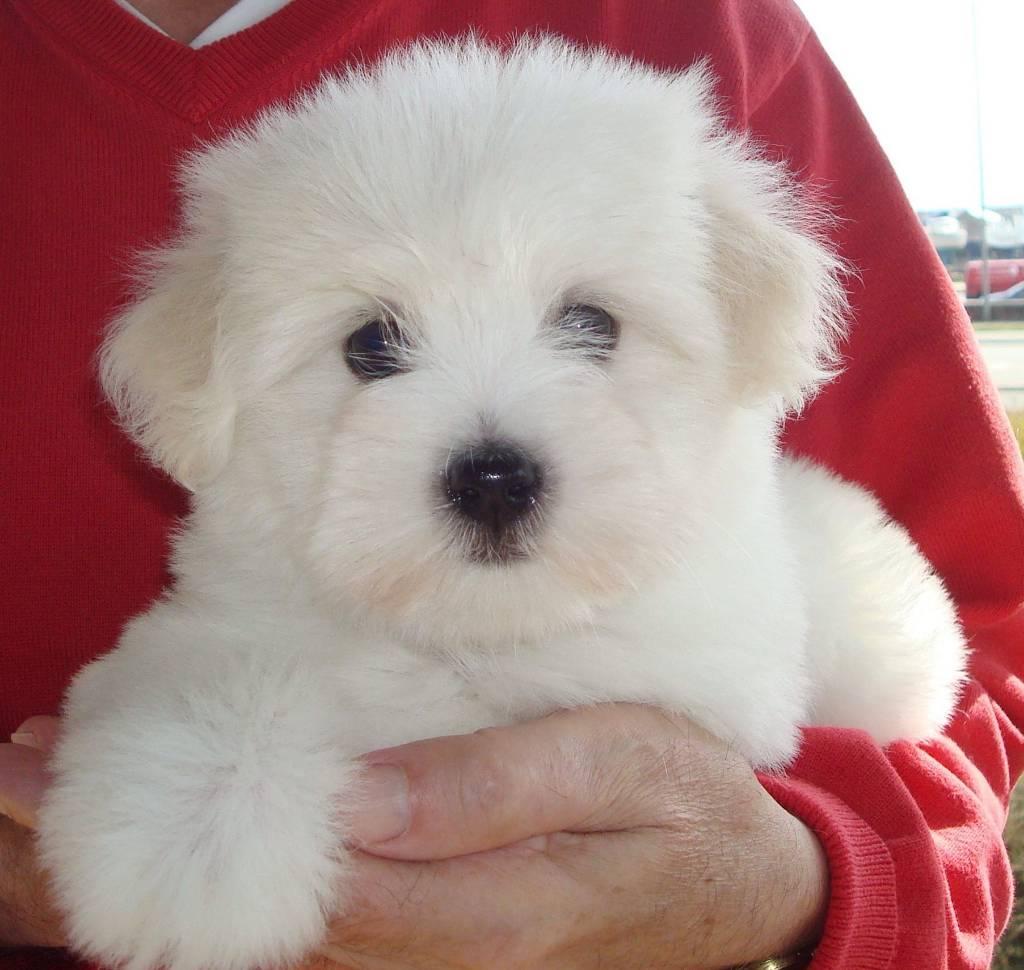 Coton de tulear puppy - Κοτόν ντε τουλεάρ κουτάβι - αγγελίες για Ζώα - Κατοικίδια σε Πειραιας - Πωλούνται στο Νομό Αττικής - Πειραιώς / Νήσων, Αττική - FreeList.gr aggelia 305152 (φωτογραφία 1) Coton de tulear puppy - Κοτόν ντε τουλεάρ κουτάβι - Πειραιας Ζώα - Κατοικίδια | αγγελία 305152 FreeList.gr (φωτογραφία 1)