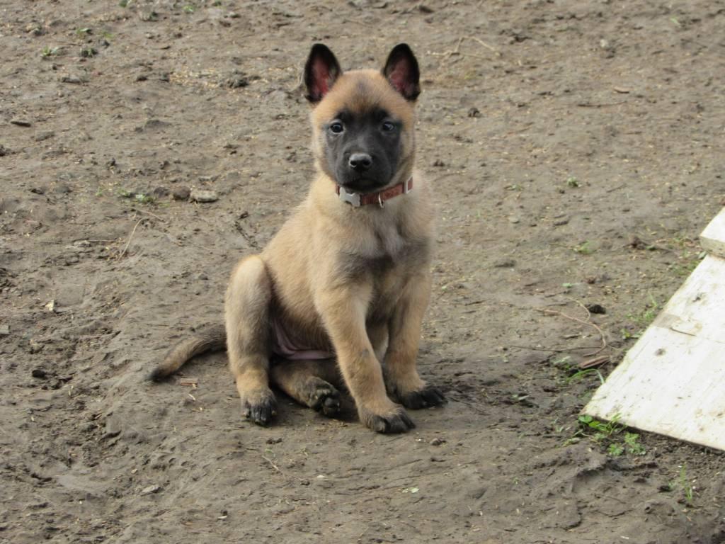 Malinois puppy - Μαλινουά κουτάβι - αγγελίες για Ζώα - Κατοικίδια σε Πειραιας - Πωλούνται στο Νομό Αττικής - Πειραιώς / Νήσων, Αττική - FreeList.gr aggelia 305148 (φωτογραφία 1) Malinois puppy - Μαλινουά κουτάβι - Πειραιας Ζώα - Κατοικίδια | αγγελία 305148 FreeList.gr (φωτογραφία 1)