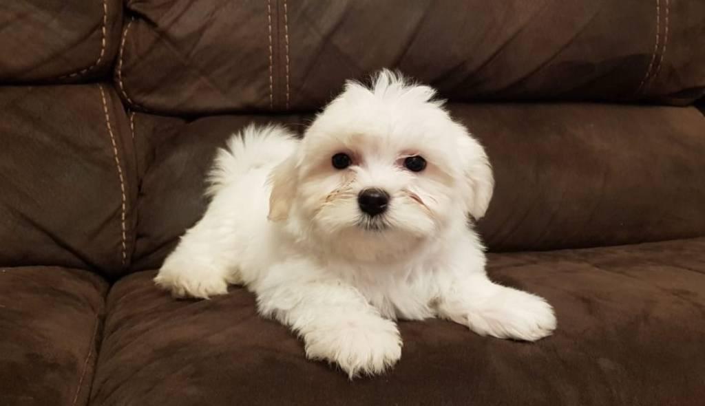 Maltese puppy - Μαλτέζ κουτάβι - αγγελίες για Ζώα - Κατοικίδια σε Πειραιας - Πωλούνται στο Νομό Αττικής - Πειραιώς / Νήσων, Αττική - FreeList.gr aggelia 305142 (φωτογραφία 1) Maltese puppy - Μαλτέζ κουτάβι - Πειραιας Ζώα - Κατοικίδια | αγγελία 305142 FreeList.gr (φωτογραφία 1)