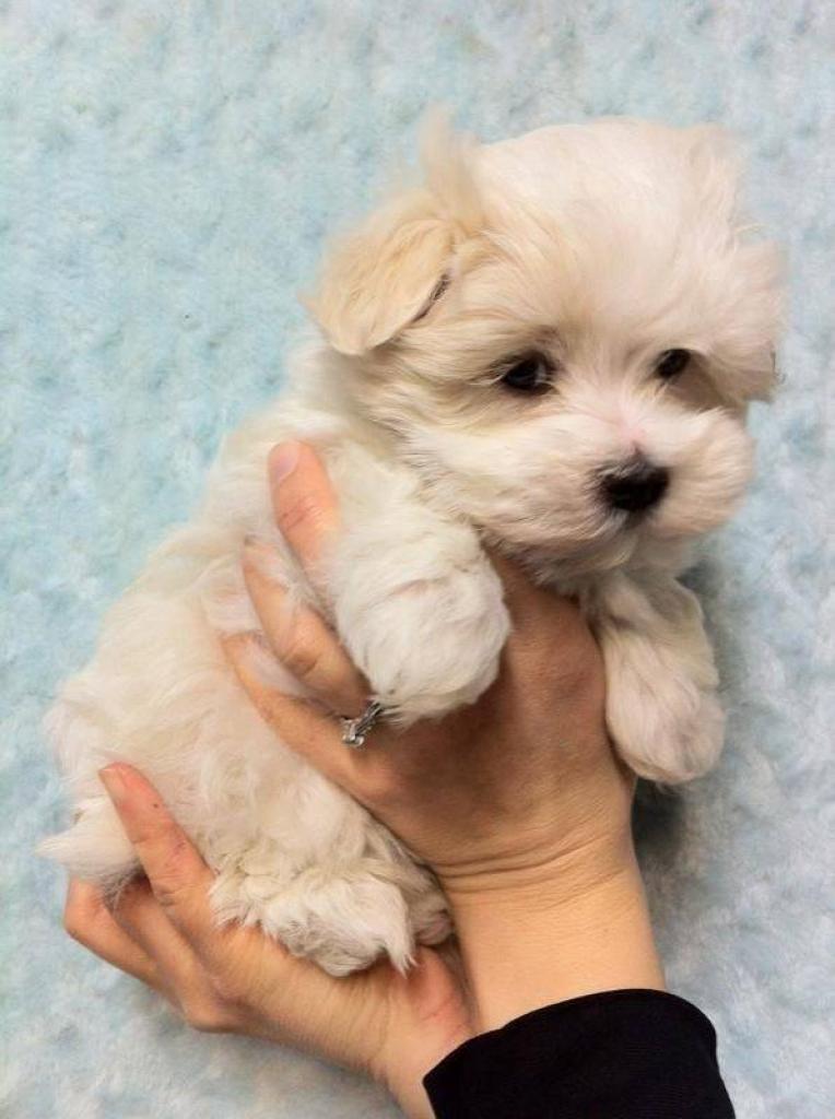 Maltipoo puppy -Μαλτιπού κουτάβι - αγγελίες για Ζώα - Κατοικίδια σε Πειραιας - Πωλούνται στο Νομό Αττικής - Πειραιώς / Νήσων, Αττική - FreeList.gr aggelia 305145 (φωτογραφία 1) Maltipoo puppy -Μαλτιπού κουτάβι - Πειραιας Ζώα - Κατοικίδια | αγγελία 305145 FreeList.gr (φωτογραφία 1)