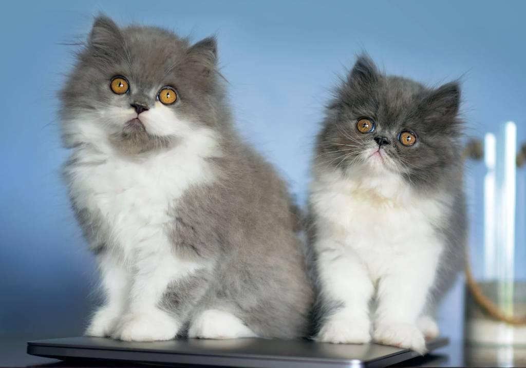 Persian kitten - Περσικό γατάκι - αγγελίες για Ζώα - Κατοικίδια σε Πειραιας - Πωλούνται στο Νομό Αττικής - Πειραιώς / Νήσων, Αττική - FreeList.gr aggelia 305150 (φωτογραφία 1) Persian kitten - Περσικό γατάκι - Πειραιας Ζώα - Κατοικίδια | αγγελία 305150 FreeList.gr (φωτογραφία 1)