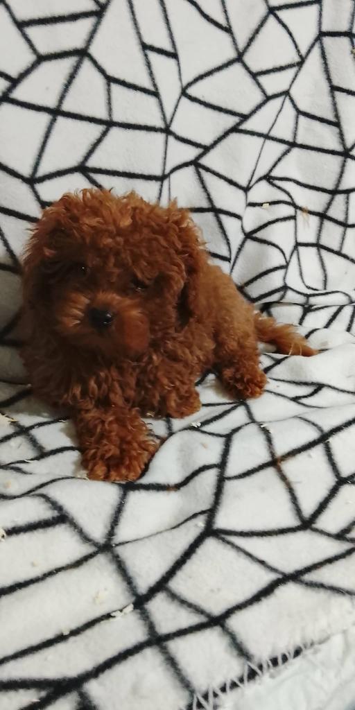 Poodle-πουντλ - αγγελίες για Ζώα - Κατοικίδια σε Πυλαια - Πωλούνται στο Νομό Θεσσαλονίκης, Μακεδονία - FreeList.gr aggelia 305412 (φωτογραφία 1) Poodle-πουντλ - Πυλαια Ζώα - Κατοικίδια | αγγελία 305412 FreeList.gr (φωτογραφία 1)