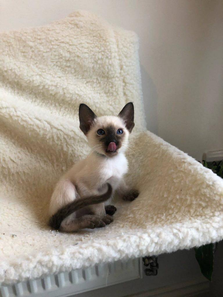 Siamese kitten - Σιάμ γατάκι - αγγελίες για Ζώα - Κατοικίδια σε Πειραιας - Πωλούνται στο Νομό Αττικής - Πειραιώς / Νήσων, Αττική - FreeList.gr aggelia 305151 (φωτογραφία 1) Siamese kitten - Σιάμ γατάκι - Πειραιας Ζώα - Κατοικίδια | αγγελία 305151 FreeList.gr (φωτογραφία 1)