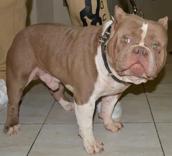 AMERICAN BULLY αρσενικό Δραπετσωνα νομού Αττικής - Πειραιώς / Νήσων, Αττική Ζώα - Κατοικίδια Πωλούνται (φωτογραφία 1)