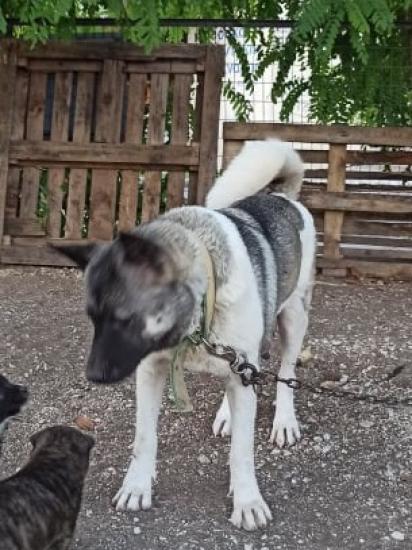 American akita θυληκο 3,5 ετων 6996240446 Λάρισα νομού Λαρίσης, Θεσσαλία Ζώα - Κατοικίδια Πωλούνται (φωτογραφία 1)