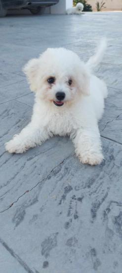 Bichon frise toy tog adorable Λευκωσία νομού Κύπρου (νήσος), Κύπρος Ζώα - Κατοικίδια Πωλούνται (φωτογραφία 1)