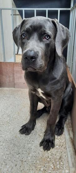 CANE Corso καθαρόαιμο. Αθήνα νομού Αττικής - Αθηνών, Αττική Ζώα - Κατοικίδια Πωλούνται (φωτογραφία 1)