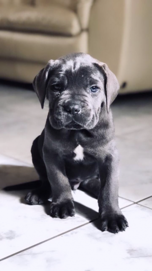 Cane Corso 45 days old Αθήνα νομού Αττικής - Αθηνών, Αττική Ζώα - Κατοικίδια Πωλούνται (φωτογραφία 1)